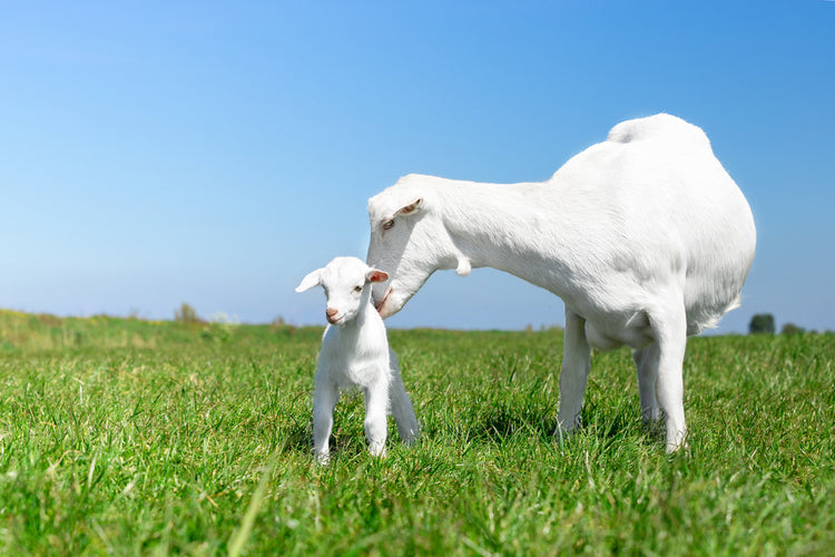Baby and Mama Goat in the Field