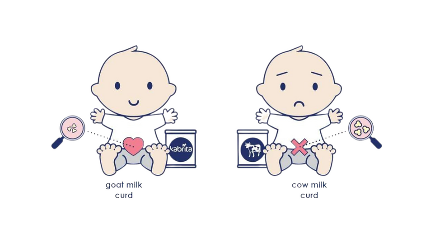 حليب الماعز مقارنة بحليب البقر الهضم: كم من الوقت يستغرق هضم الحليب؟