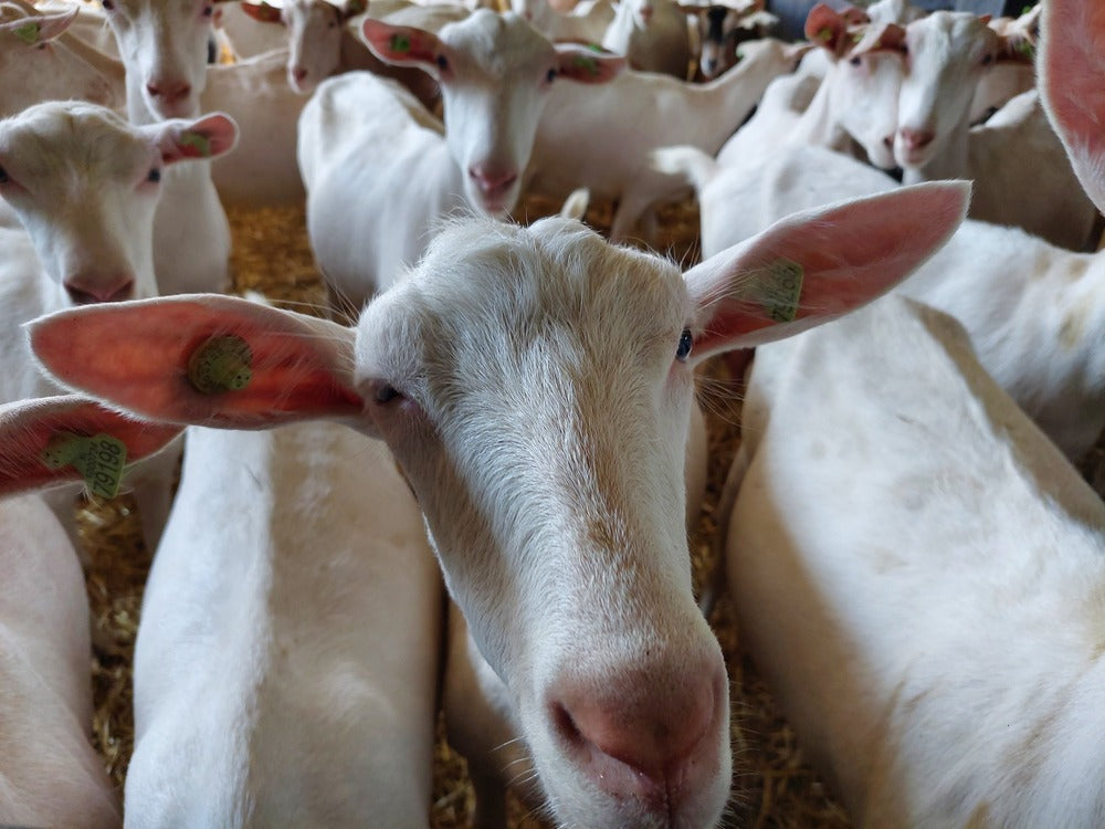 kabrita goat farms