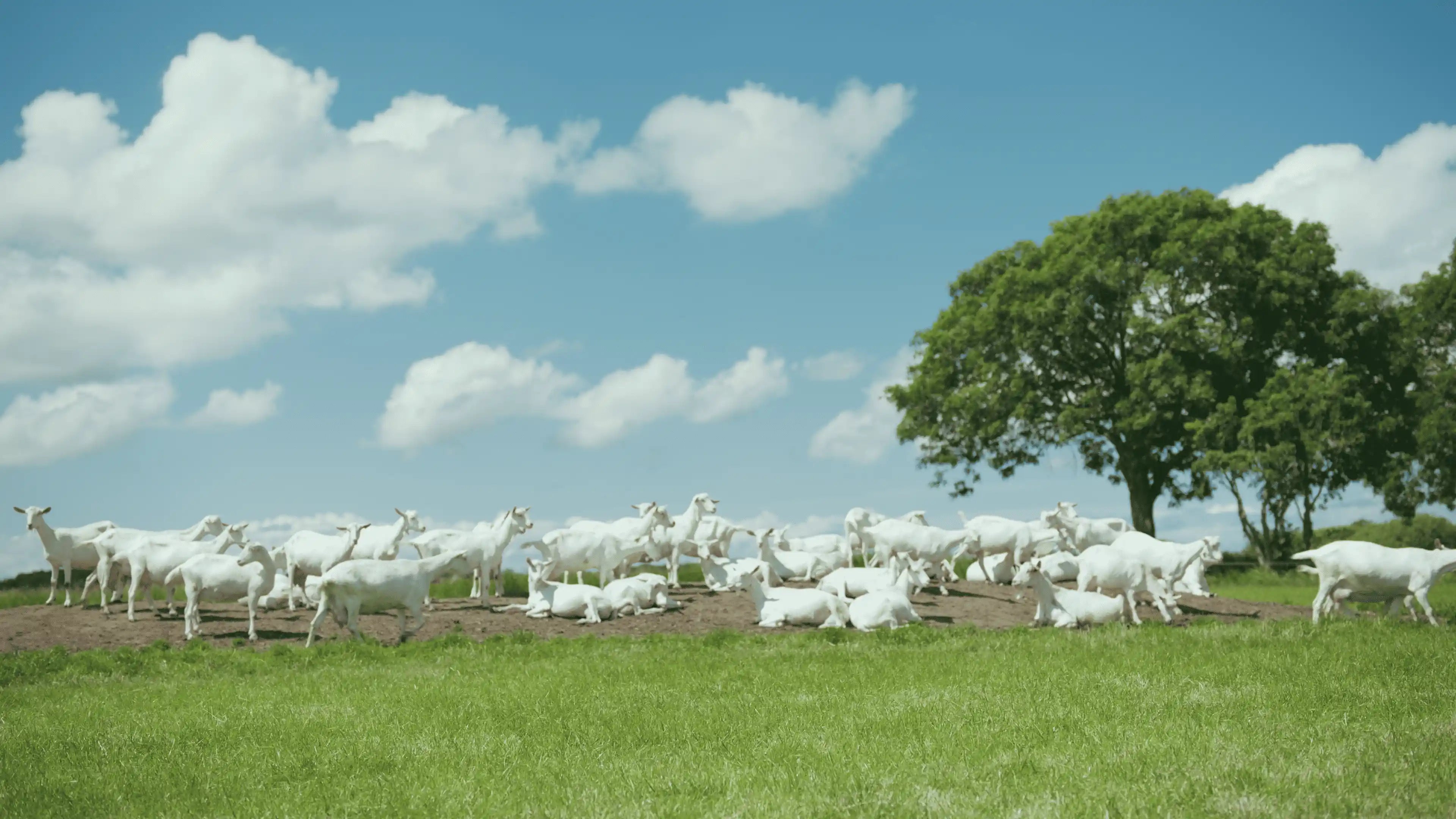Grass-to-glass-goats